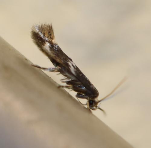Elachista sp.